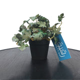Planter for Table Decor - GD444
