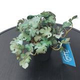 Planter for Table Decor - GD444