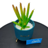 Planter with Metal Stand for Table Decor - GD487